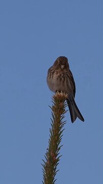 A common linnet perched on the top of a spruce tree against a blue sky