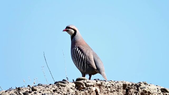 Chukar partridge standing on a rocky hill against a clear blue sky