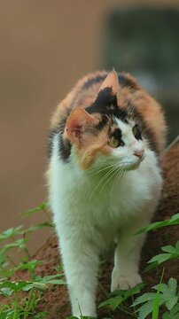 Closeup portrait of a beautiful calico cat standing outdoors in nature