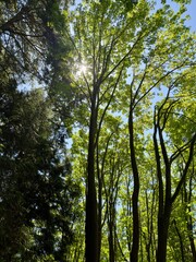 Fototapeta premium Sun peaking through trees in the forest