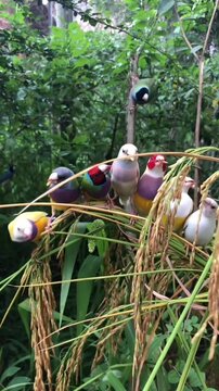 Group of colorful gouldian finches perched on rice stalks in nature