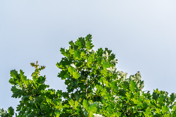 Fototapeta premium Green oak leaves on a blue background