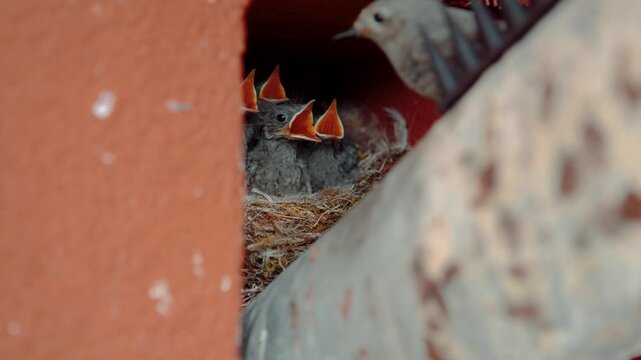 Black redstart mother removing a fecal sac from her chick to clean the nest, bird behavior wildlife footage.