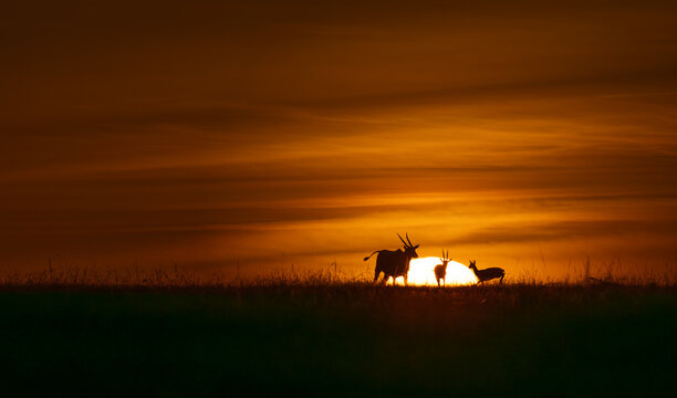 Antelope Sunset