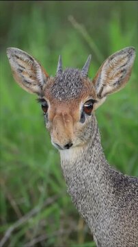 Closeup portrait of a kirks dikdik antelope in the wild