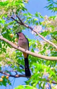 A rufous treepie perched on a flowering branch against a clear blue sky