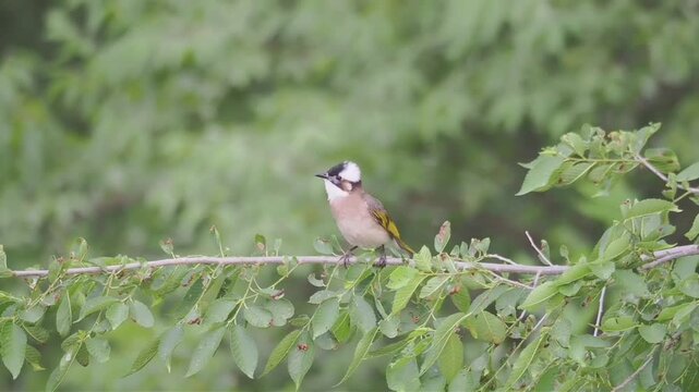 Lightvented bulbul perched on a tree branch in a natural forest setting