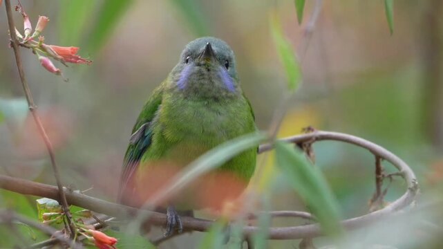 Closeup of a beautiful orangebellied leafbird perched on a tree branch