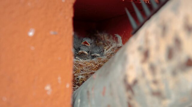 Black redstart mother feeding her hungry chicks in the nest, Sony A7 IV bird wildlife footage.