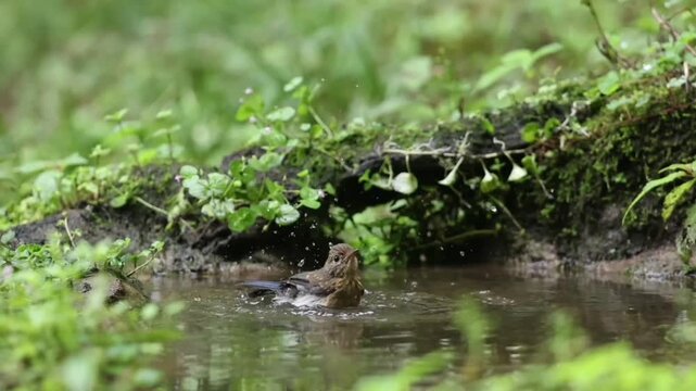 A small brown bird bathing in a shallow forest stream