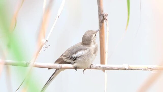 A small brown bird perched on a dry reed stem in a natural environment