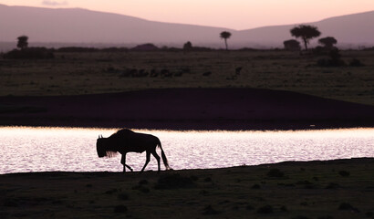 Wildebeest Silhouette © George Erwin Turner