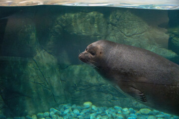 Fototapeta premium Seal swimming underwater in a clear aquarium, with rocky background and pebbles visible on the tank floor, showcasing aquatic life in a controlled environment