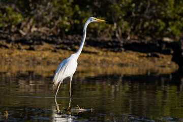 Fototapeta premium Great Egret (Ardea alba), Narooma, NSW, January 2026