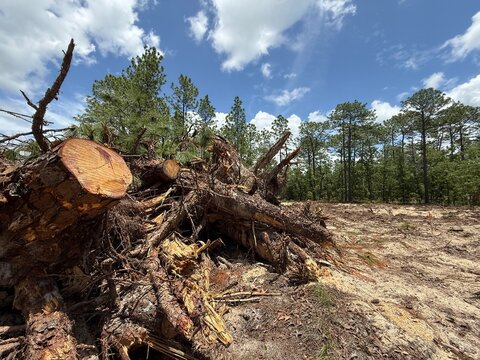 Native forest habitat destroyed for new housing construction in north central Florida
