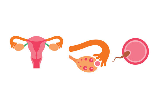 Female reproductive system anatomy and fertilization process vector element set. Uterus, ovary ovulation, and sperm fertilizing egg cell bundle isolated on white background