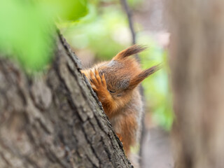 Fototapeta premium The squirrel with nut sits on a branches in the spring or summer.