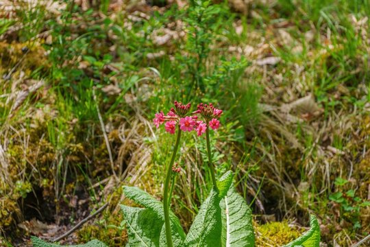 新緑の森に咲くピンクのクリンソウ（九輪草）の可憐な花