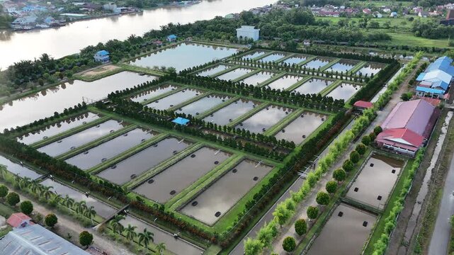 An aerial view showing the vast, well-organized fish ponds used for arowana farming in West Kalimantan, Indonesia. 