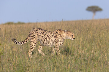 Naklejka premium Cheetah Style