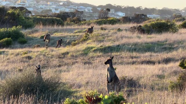 Australian native Kangaroos at sunset in a field with some hopping away 4k video footage
