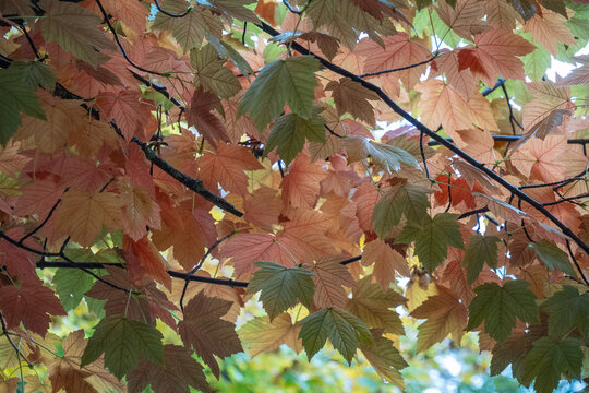 Autumn foliage on the trees in a park in Ifrane, Morocco