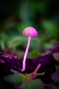 A small bright pink mushroom growing from a decaying wood branch among green foliage.