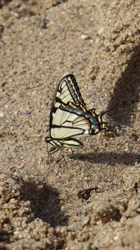 Vertical handheld close up of a yellow butterfly standing on sand. 