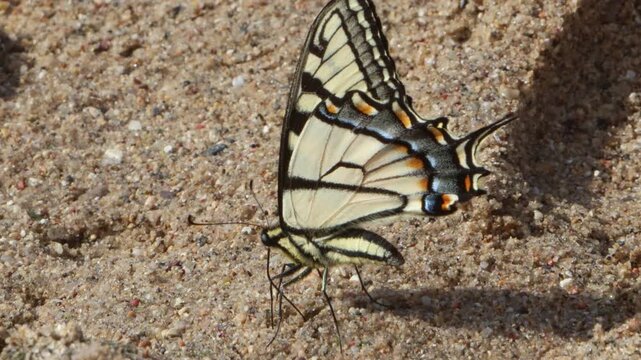 Handheld close up of a yellow butterfly on tan colored sand.