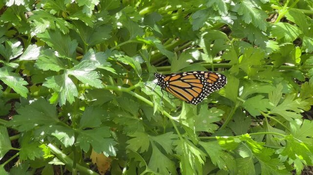 Pristine Monarch butterfly danaus plexippus opening it's wings on a green leaf in 4k video footage