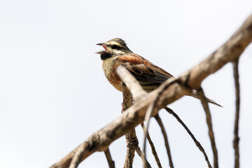 Marcando territorio con su canto. Escribano soteño (Emberiza cirlus) © FranciscoJose