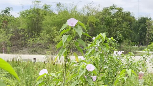 Moonflower, neture