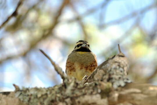 Escribano sote&ntilde;o (Emberiza cirlus) un una soleada tarde