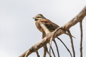 Al aire libre en la rama de un pino posado un Escribano soteño (Emberiza cirlus) © FranciscoJose