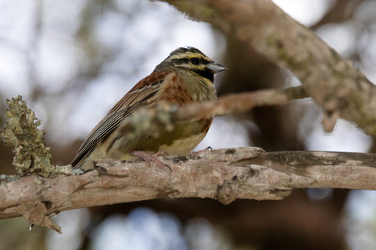 Con la mirada firme un hermoso Escribano sote&ntilde;o (Emberiza cirlus)