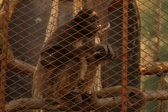Mono grande en jaula de zool&oacute;gico.