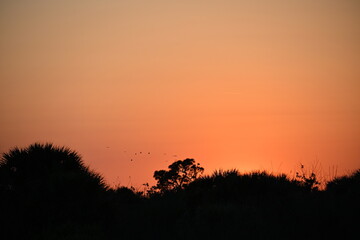 Orange sunset over Florida pine and palm trees © Timothy