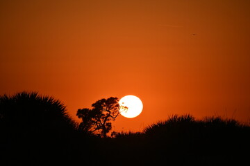 Orange sunset over Florida pine and palm trees © Timothy
