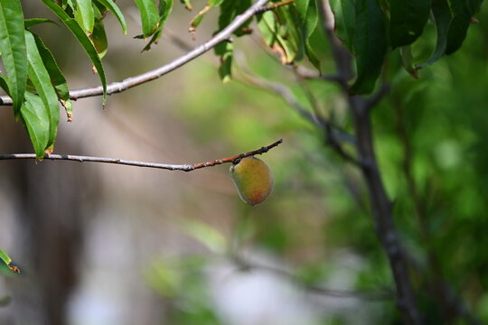 Small peach growing on tree
