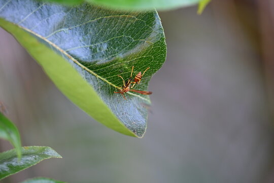 Upside down wasp on tree leaf