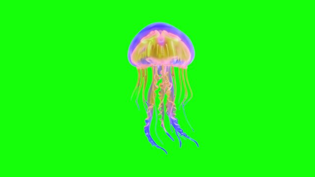 A vibrant 3D animation of a translucent, colorful jellyfish pulsing and floating with glowing pink, yellow, and blue hues. This chroma key asset is ideal for custom digital compositing, video game bac