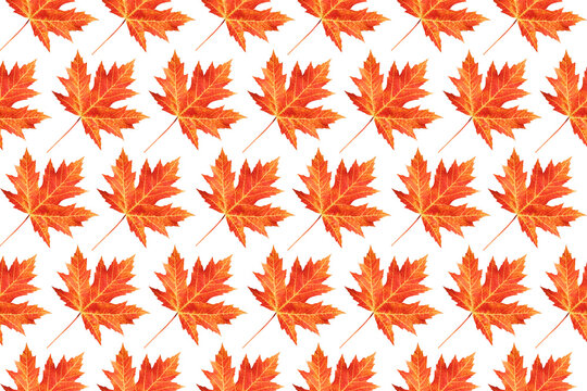 Seamless pattern of yellow mapple leaves