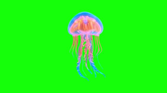 A vibrant, glowing jellyfish pulse-swims gracefully against a solid green screen backdrop. This 3D animated marine asset is perfect for chroma key compositing in underwater simulations and sci-fi fant