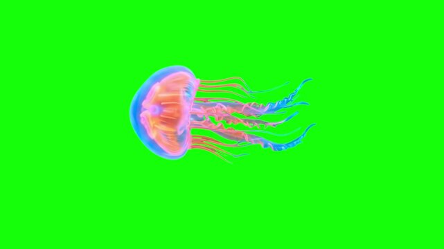 A vibrant, glowing jellyfish pulse-swims gracefully against a solid green screen backdrop. This 3D animated marine asset is perfect for chroma key compositing in underwater simulations and sci-fi fant