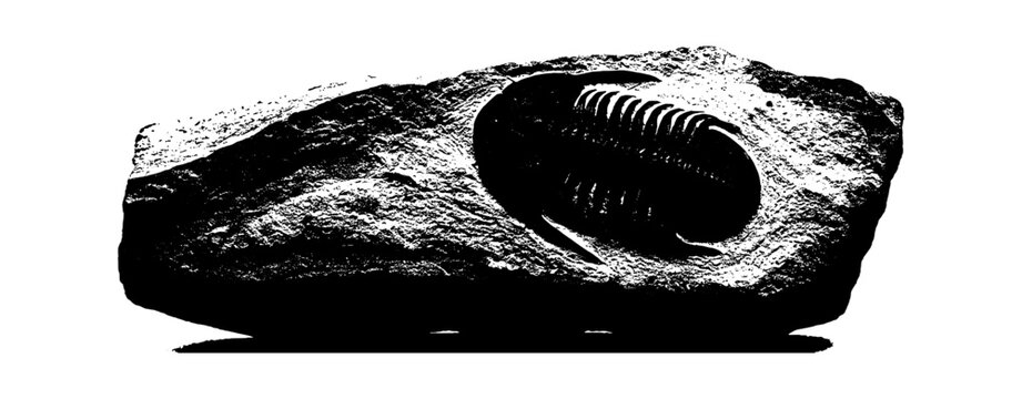 Fossil of a trilobite embedded in a piece of sedimentary rock vector art