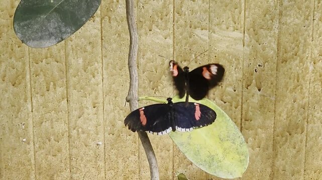 Two Heliconius Butterflies Displaying Courtship Behavior On Tropical Leaf