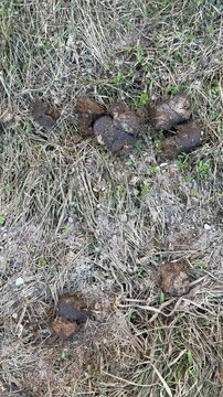 Close-up horse manure on dry grass, scattered dark pellets across withered park turf, gritty earthy texture, signs of drought