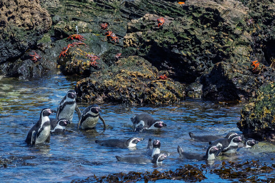 Humboldt penguins making their way to sea