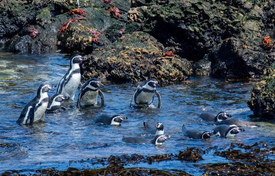 Humboldt penguins making their way to sea