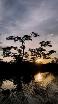 Vertical view of a lagoon with lush vegetation during sunset, Golden sunset over a jungle lagoon with abundant tropical vegetation